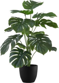 a large green plant in a black pot