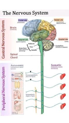 the nervous system and its functions