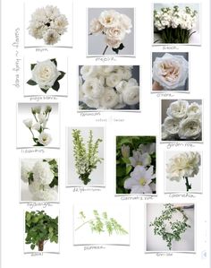 November Florals, Shoal Bay, Flower Types, 2025 Wedding, Lily Bouquet, Bay Wedding, Courthouse Wedding, Brunch Wedding, White Bouquet