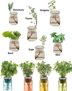 the different types of plants in glass jars