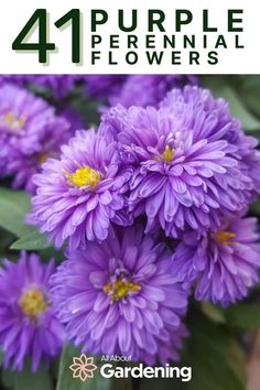 purple flowers with green leaves in the background and text that reads 4 purple perennial flowers