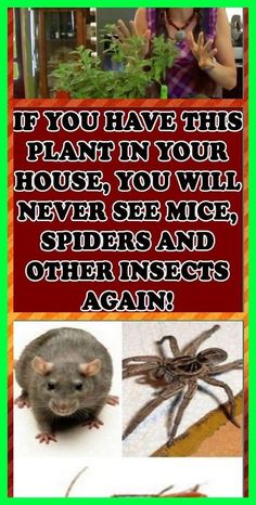 a poster with pictures of different animals and words that say, if you have this plant in your house, you will never see mice and other insects