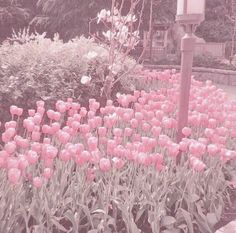 pink flowers are blooming in the garden next to a street light and lamp post