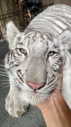 a white tiger with blue eyes is being held by someone's hand and looking at the camera