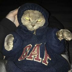 a cat in a hoodie sitting on someone's lap