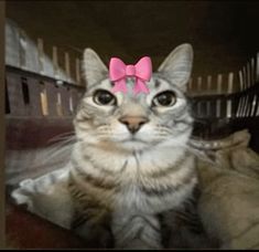 a cat with a pink bow on its head