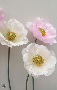 three pink and white flowers are in a vase on a table with a gray wall behind them