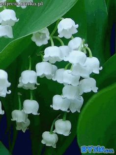 white flowers with green leaves and the words joyeux nerd mai in french on them