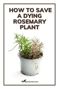 a potted plant with the words how to save a dying rosemary plant