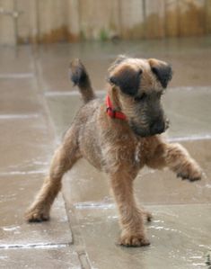 a small brown dog standing on top of a wet ground