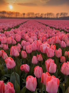 a field full of pink tulips with the sun setting in the distance behind them