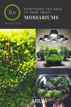 an advertisement with moss growing in it and the words, everything you need to know about mo