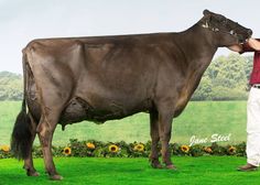 a man standing next to a large brown cow on top of a lush green field