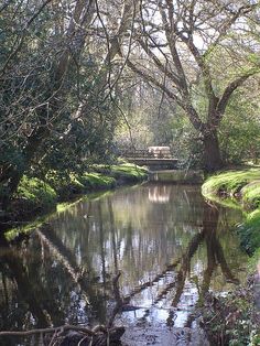 a river running through a lush green forest filled with lots of trees and grass covered ground