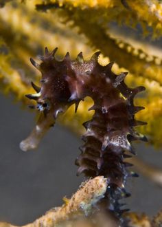 the seahorse is looking for food in the water