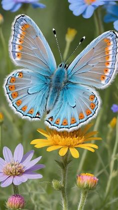 a blue butterfly sitting on top of a yellow flower