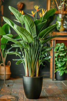 a potted plant sitting on top of a wooden table