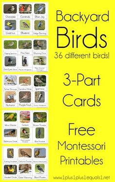 backyard birds 3 - part cards with free montessor printables