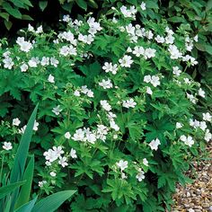 some white flowers and green plants in the dirt near rocks, grass and gravel stones