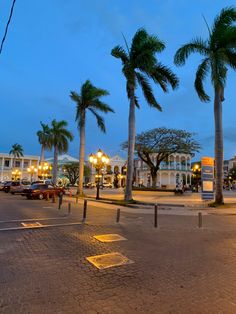 palm trees line the street in front of a white building at night with lights on