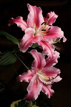 three pink flowers in front of a black background with the words,'la algeria nao depeneda