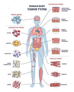 the human body and its different types of tissues, organs and blood vessels royalty illustration