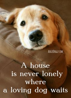 A house is never lonely where a loving dog waits. #quote Rambo 3, Pocket Beagle, Dachshund Funny, Dog Waiting, Retriever Puppy, Dogs Golden Retriever, Retriever Dog