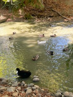 several ducks are swimming in the water near some rocks and trees, while another duck is on the other side of the pond