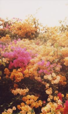 many different colored flowers are in the field