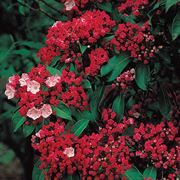 red and white flowers are growing on the side of a tree in front of some green leaves