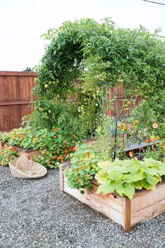 the garden is full of vegetables and plants