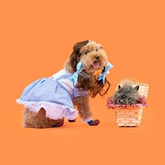 a dog dressed up as a princess and a basket with a hamster in it