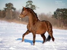 a brown horse running in the snow