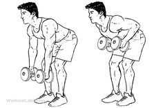 Standing Two-Armed Bent Over Dumbbell Rows Muscle Building Exercises, Illustration Guide, Body Muscle Anatomy, Weight Lifting Program, Bent Over Row, Lifting Programs, Dumbbell Shoulder