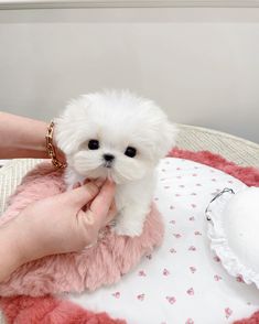 a small white dog sitting on top of a pink blanket next to a person's hand