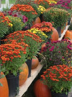 many pumpkins and flowers are on display in the garden center for visitors to see