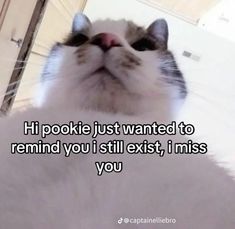 a cat with its eyes closed and the caption reads, he pookie just wanted to remind you i still exist, i miss you