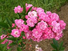 pink flowers are blooming in the grass