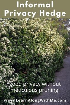 white flowers line the side of a road with text overlay that reads, how to get information for privacy hedges