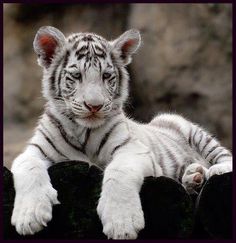 a white tiger laying on top of a rock