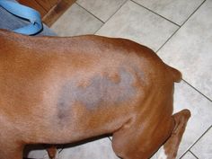 a brown dog standing on top of a tiled floor