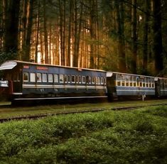 a train traveling through a lush green forest filled with tall trees at sunset or dawn