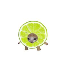 an animal with a slice of lime in it's mouth and eyes on its back