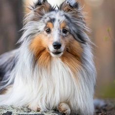 a collie dog sitting on the ground with its head turned to look at the camera