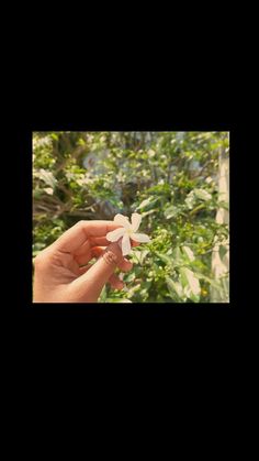 a person holding a small white flower in their left hand, with trees and bushes in the background