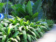 the plants are growing along the side of the road