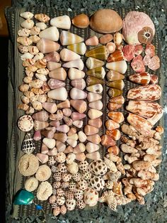 there are many different types of shells on the table