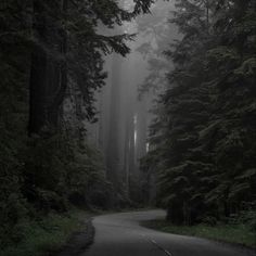 the road is surrounded by tall trees and fog