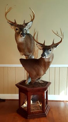 two deer heads mounted on top of a wooden stand