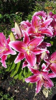 pink lilies are blooming in the sun on a sunny day with green leaves